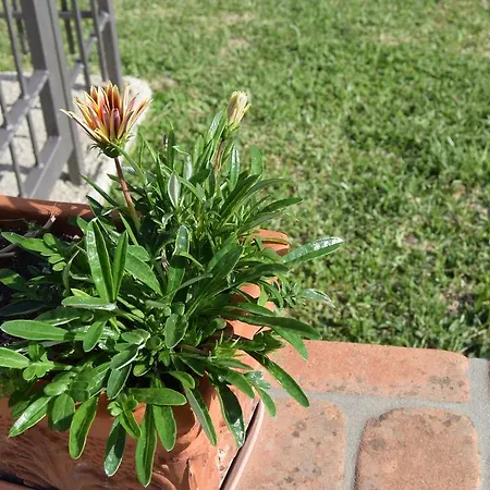 Al Boschetto سكاريو